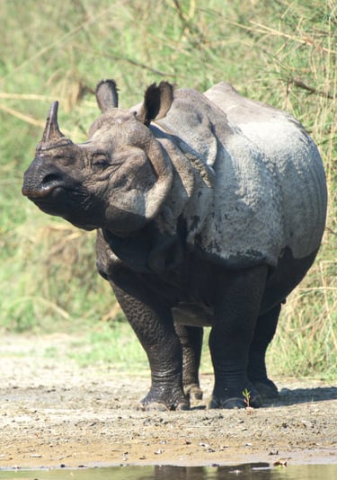 rhinoceros