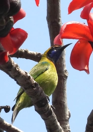 sunbird in Bardiya