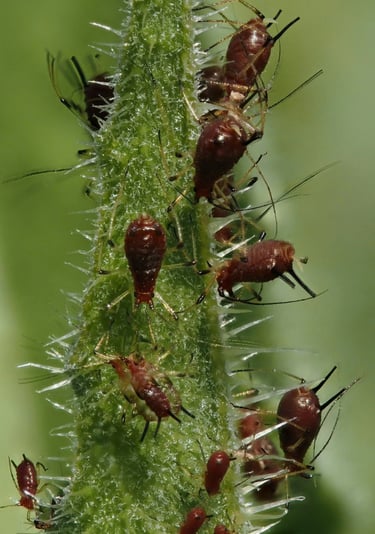 Brown aphids