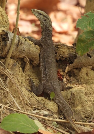 monitor lezard in Bardiya