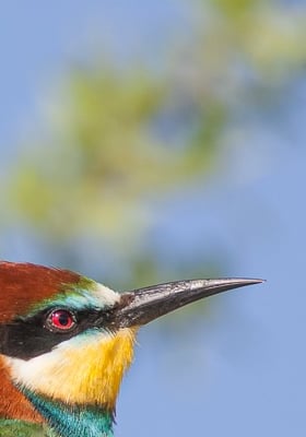 two birds sitting on a tree branch