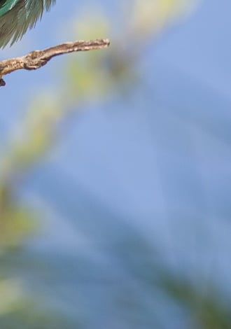 two birds sitting on a tree branch