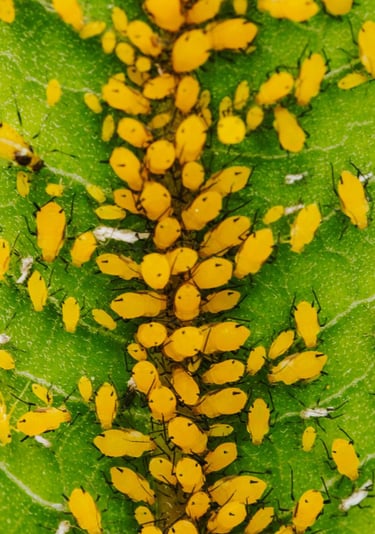 Yellow Aphids