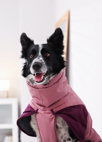 Un alegre Border Collie blanco y negro con un abrigo impermeable rosa 
