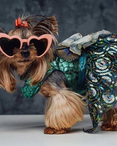 Yorkshire Terrier con gafas de sol en forma de corazón y un disfraz de sirena verde con lentejuelas.