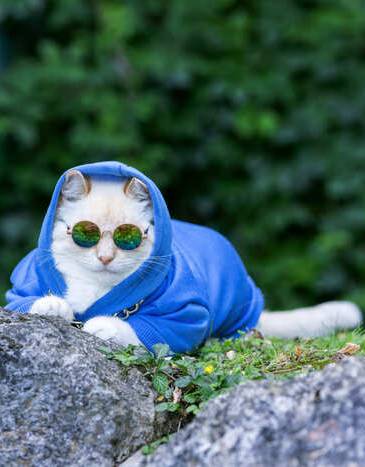 Un gato blanco y elegante, con una sudadera azul con capucha y gafas de sol tintadas, al aire libre 