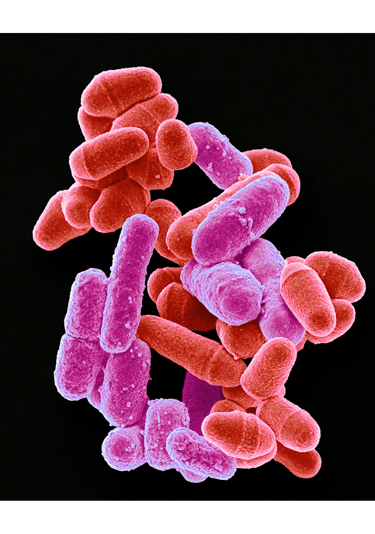 bactéries microbiote