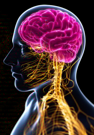 illustration les messagers de l'axe intestins cerveau 