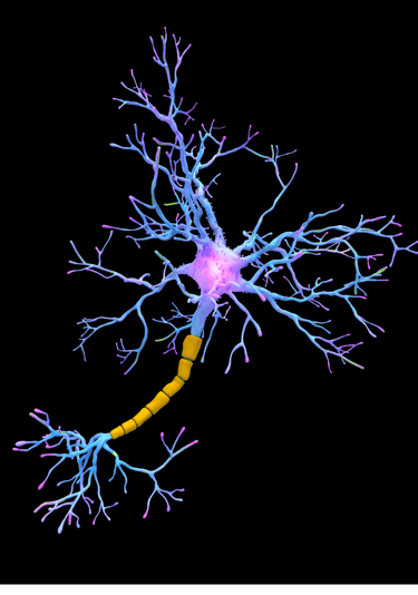 illustration les messagers de l'axe intestins cerveau 