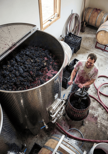 Depósito de acero inoxidable con uvas frescas durante vinificación de vino natural Cola de Gallo 