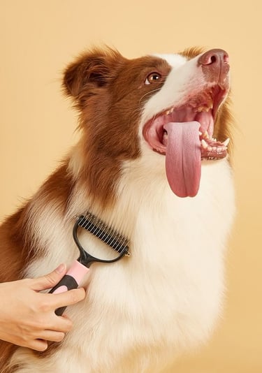 Un Border Collie marrón y blanco siendo arreglado con una carda.