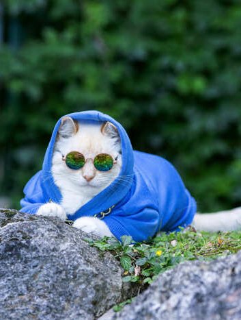 Un gato blanco y elegante, con una sudadera azul con capucha y gafas de sol, descansa sobre una roca