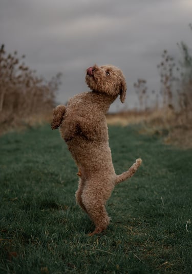a poochon poodle standing on his back legs for a pet photography session