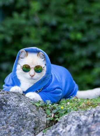 Un gato blanco y elegante con una sudadera azul y gafas de sol redondas reflectantes al aire libre.