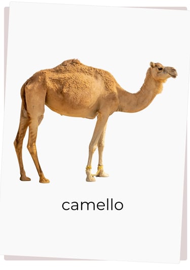 Montessori flash card camel bilingual English Spanish real photograph