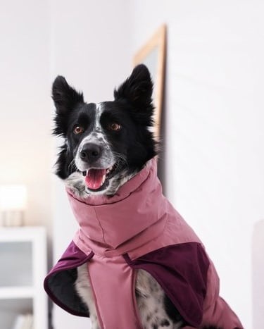 Un border collie blanco y negro que lleva un abrigo impermeable rosa y morado en casa.