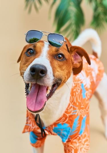 Un alegre perro Jack Russell Terrier que lleva una camisa hawaiana naranja con estampado y gafas.