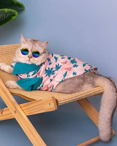 Gato gris esponjoso con gafas reponsando en una silla.