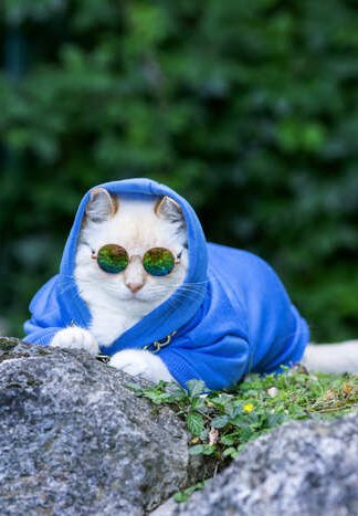 Un gato blanco con una sudadera azul con capucha y gafas de sol redondas descansa al aire libre