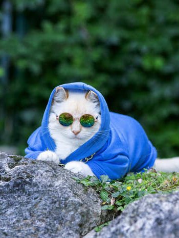 Gato blanco con una sudadera azul y gafas de sol redondas sentado sobre unas rocas