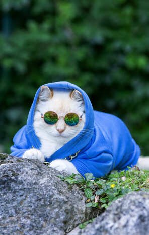 Un gato blanco con una sudadera azul y gafas de sol coloridas, sentado al aire libre.