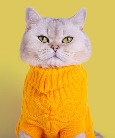 Un gato británico de pelo corto gris que lleva un suéter crochet amarillo sobre un fondo amarillo