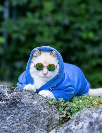 Un gato blanco con estilo, que lleva una sudadera azul con capucha y gafas de sol redondas