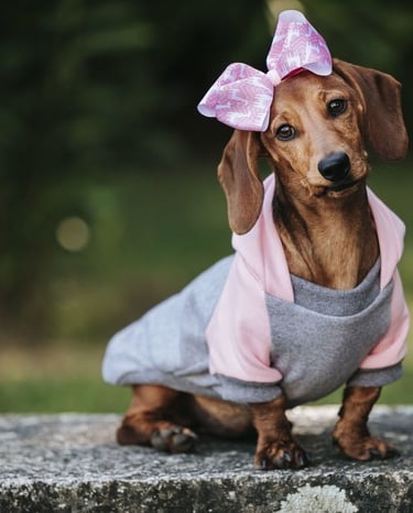 A brown dachshund wearing a pink and grey dog hoodie and a bow tie sitting on a stone bench.