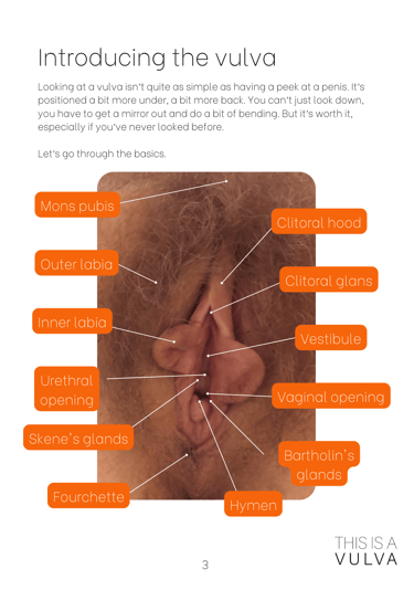 Introducing the vulva. Annotated vulva photo