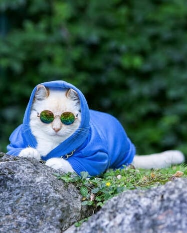  Un gato blanco con una sudadera azul y gafas de sol de colores posa sobre una roca al aire libre.