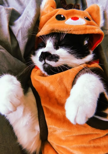 gatito dormido con disfraz de ardilla