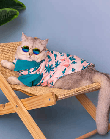 Un gato peludo con una camisa hawaiana rosa y gafas de sol, relajándose en una silla de playa