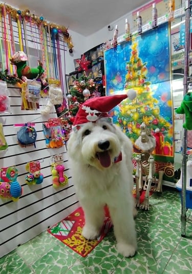 Un Goldendoodle con un sombrero de Santa en una boutique de mascotas festiva con navideña