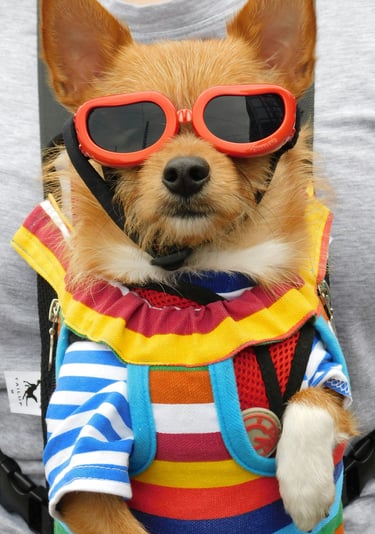 Un perro pequeño de color tostado, con gafas de sol rojas y una camisa de rayas coloridas