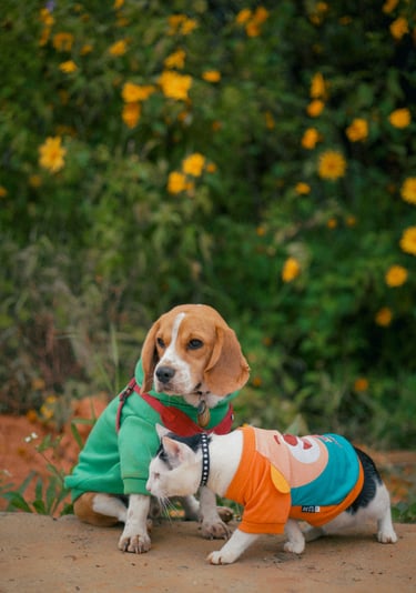 Un perro beagle tricolor y un gato blanco y negro que llevan sudaderas coloridas para mascotas