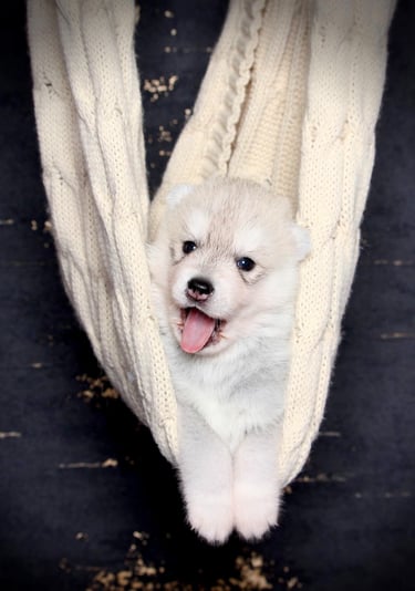 Siberian Huskywelpe beim Fotoshooting