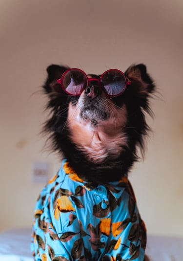 Perro negro de pelo largo con gafas de sol redondas rojas y una camisa azul con estampado tropical