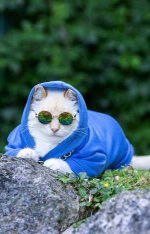 gatito en el bosque con chamarra y gafas de sol