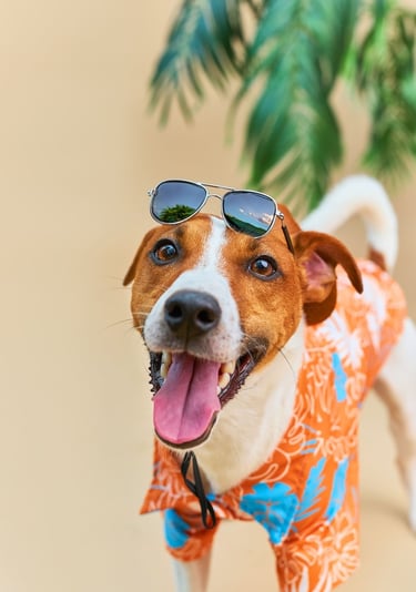Feliz Jack Russell Terrier con una camisa hawaiana de color naranja tropical y gafas de sol para sus