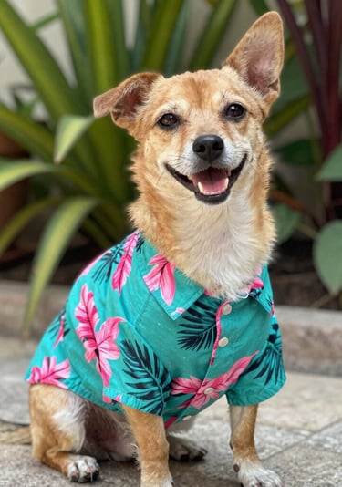Un perrito marrón sonriente, con una camisa hawaiana de estampado floral tropical color turquesa