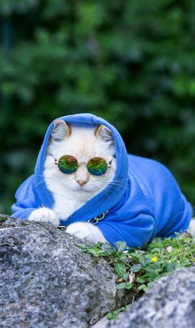 Un gato blanco con sudadera azul, gafas de sol redondas reflectantes al aire libre sobre una roca