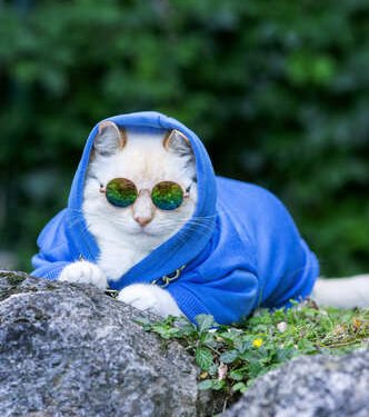 Un gato blanco con una sudadera azul con capucha y gafas de sol sentado sobre unas rocas