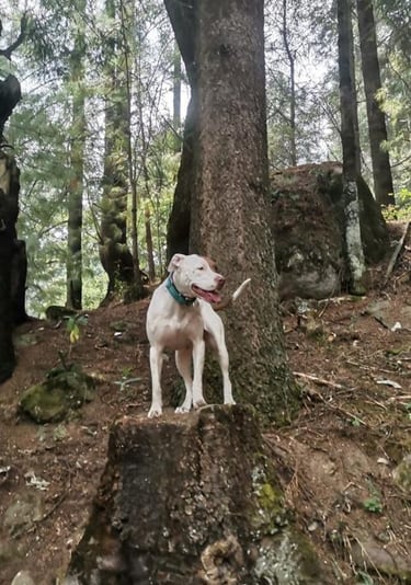 Un perro pit bull parado sobre el base de un árbol en un exuberante bosque verde con altos pinos.