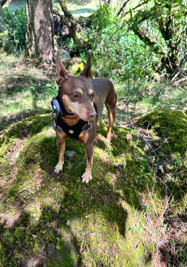 Un perro Pinscher miniatura con un arnés negro y un rastreador GPS parado sobre una roca cubierta de