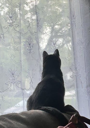 gatita de espaldas imagen de cat lover