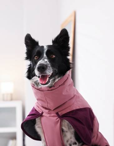 Un Border Collie blanco y negro con un abrigo impermeable rosa y morado para perros dentro de casa.