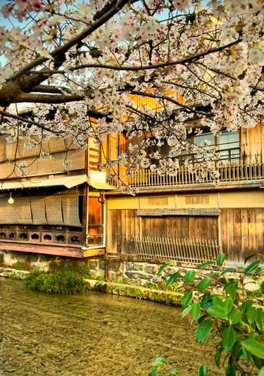 Kyoto Cherry Blossom Season, Sakura in Kyoto, Sunset Kyoto