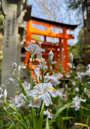 Fushimi Inari Shrine, Visiting Kyoto, Flower Bloom in Fushimi Inari, Sakura Kyoto Japan