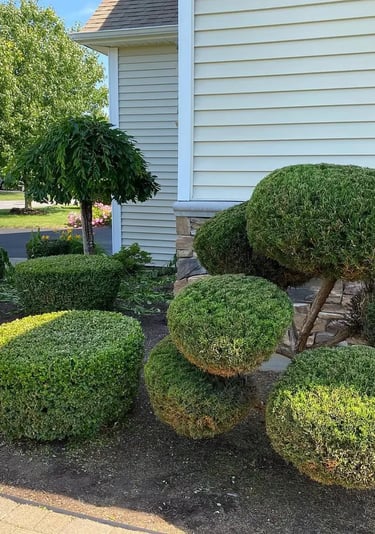 Professionally manicured pom-pom topiary and rounded boxwood shrubs in a residential garden bed.