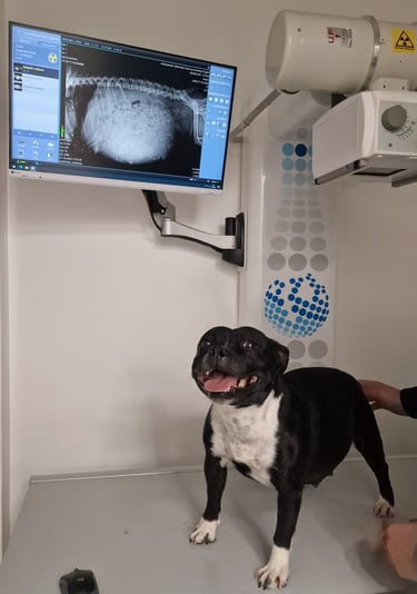 Controllo ecografico e radiografia di una femmina Staffordshire Bull Terrier.